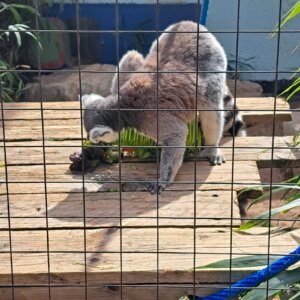 Battersea Park Children's Zoo