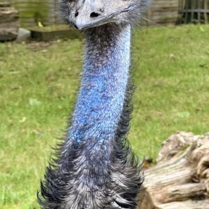 Battersea Park Children's Zoo