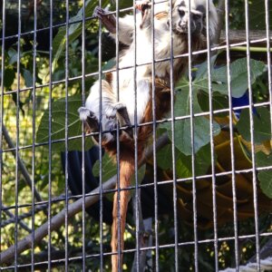 Battersea Park Children's Zoo