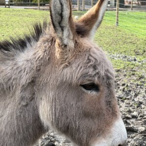 Battersea Park Children's Zoo
