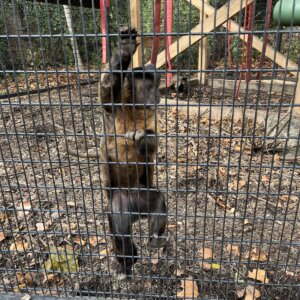 Battersea Park Children's Zoo