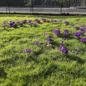 Gorilla Circus Regents Park Flying Trapeze School