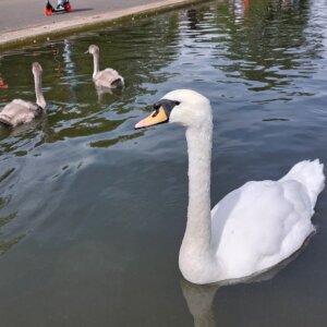 Regent's Park Boating