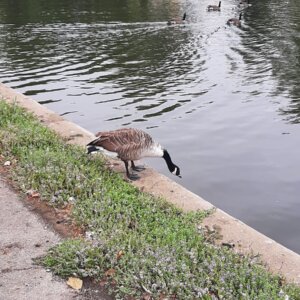 Regent's Park Boating