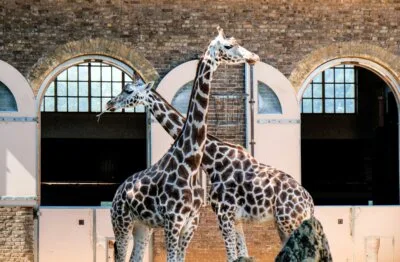 London Zoo